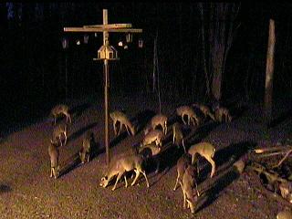 Cam courtesy of Extreme Bird Feeding in Harrison Michigan.